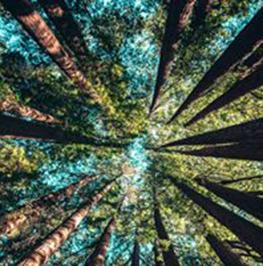 Madrone Tree Hill in Placerville | El Dorado County Farm Trails Madrone Tree Hill in Placerville | El Dorado County Farm Trails